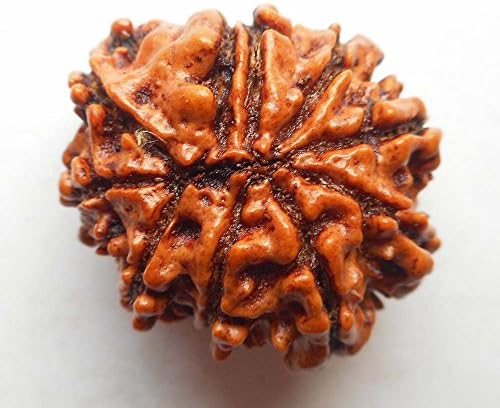 9 Mukhi Rudraksha NEPAL Certified 24.02mm | Natural 3.67gms Nepali Nine Face Rudraksh Bead