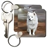 American Eskimo Toy Dog - Set Of 6 Key Chains