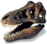 T-Rex Skull Large W/Stand