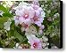 Azaleas 2 Canvas Print / Canvas Art - Artist Laura Yamada