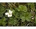 Photographic Prints of Cloudberry in flower. Has edible fruits later from Ardea Wildlife Pets