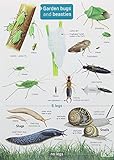 Garden bugs and beasties