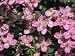 Pink Flowers of Clematis Montana Tetrarose Taken in May, England, United Kingdom, Europe Photographic Poster Print by Michael Black, 18x24