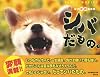 柴犬変顔写真集　シバだもの。