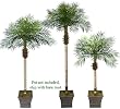 THREE Date Phoenix Artificial Tropical Palm Trees: 8.5' + 7' + 5.5'
