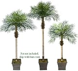Three Date Phoenix Artificial Tropical Palm Trees: 8.5' + 7' + 5.5', with No Pot,