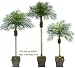Three Date Phoenix Artificial Tropical Palm Trees: 8.5' + 7' + 5.5', with No Pot,
