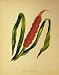 Great Reedmace Plant C1880 Colour Botanical Print