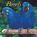Parrots 2008 Square Wall Calendar (German, French, Spanish and English Edition)