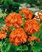 Orange Appeal Geranium Seeds - Pelargonium x hortorum - .05 Grams - Approx 10 Gardening Seeds - Flower Garden Seed