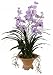 BLUE-BLOODED NOBILITY ORCHID