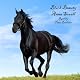 Black Beauty