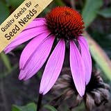 110 Seeds, Purple Coneflower (Echinacea purpurea) Seeds by Seed Needs
