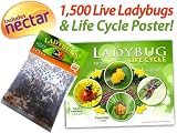 1500 Live Ladybugs - Good Bugs - Ladybugs - Guaranteed Live Delivery!