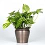 Pothos, Live Plant