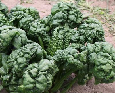 David's Garden Seeds Spinach Bloomsdale Abundant D67107 Heat Tolerant (Green) 200 Organic Seeds David's Garden Seeds Spinach Bloomsdale Abundant D67107 Heat Tolerant (Green) 200 Organic Seeds