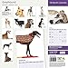 Greyhound 18 Month 2016 Wall Calendar