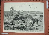 1884 MAJOR GENERAL CHARLES GEORGE GORDON SOUDAN WAR