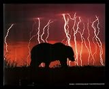Bear In Lightning Storm Awesome Gold Wood-Mounted Art Poster Print - 20