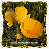 51at8K72eeL. SL160  1 Oz Dwarf California Poppy (Eschscholzia caespitosa) Bulk Wildflower Seeds