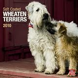 Wheaten Terriers, Soft Coated 2010 Square Wall