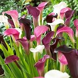 Calla Lily Bulbs Purple Rain Mix