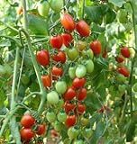 Tomato – Red Cherry – 250 Seeds + *Free Seeds*