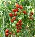 Red Cherry Tomato - 200 Seeds