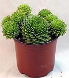 Amazon / Hirts: Cacti & Succulents: Green Rose Hens & Chicks - Semperviven - Indoors or Out