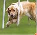 American Kennel Junior Series Dog Agility Weave Poles