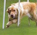 American Kennel Junior Series Dog Agility Weave Poles