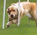 Kitchen & Housewares : American Kennel Junior Series Dog Agility Weave Poles