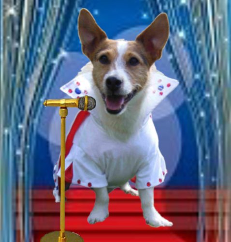 Dog Fancy Dress Costume. 