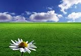 Daisy in the Meadow - 60