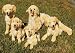 golden_retriever32golden retriever - Golden Retriever lying 10in Animal Puppet P84067