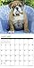 2016 Just Bulldog Puppies Wall Calendar