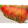 Japanese Blood Grass Plants-Imperata 'Red Baron'-4" pot