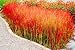 Japanese Blood Grass Plants-Imperata 'Red Baron'-4" pot