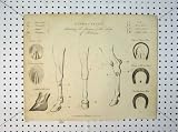 1816 Diseases Legs Horse Shoe Clip Patent Hinge Pivot