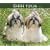 Shih Tzu, For the Love of 2009 Deluxe Wall Calendar