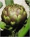 Artichoke Romanesco Seeds
