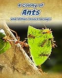 A colony of ants and other insect groups