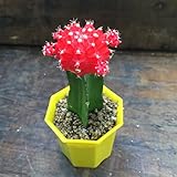 緋牡丹　赤　サボテン
