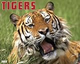 Tigers 2013 Wall Calendar