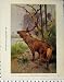 1926 Sambar Okapis Animals Country Natural History
