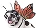 California Costumes Pet Butterfly Dog Costume