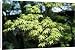 Canvas Prints of Rog-1184 Acer - Maple from Ardea Wildlife Pets