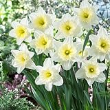 Large Cupped Daffodil Bulbs Ice Follies