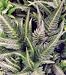 Arachniodes aristata var 'Variegata' - East Indian Holly Fern