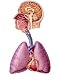 Photographic Print of Art of human respiratory system from Science Photo Library